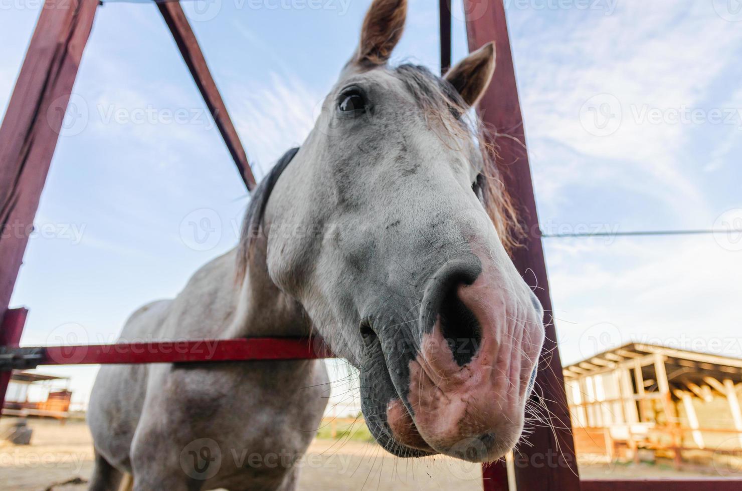 cabeça de cavalo em um rancho foto