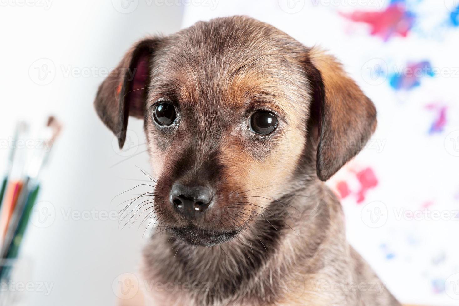 retrato de um cachorrinho de raça pura com pincéis e uma pintura foto