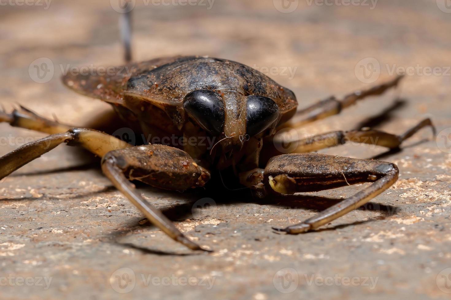 inseto gigante aquático adulto foto