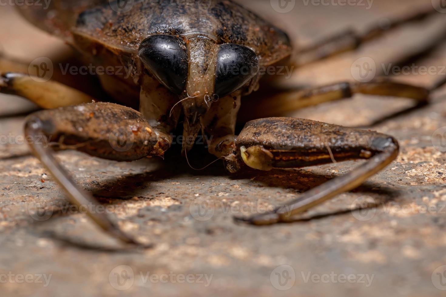 inseto gigante aquático adulto foto