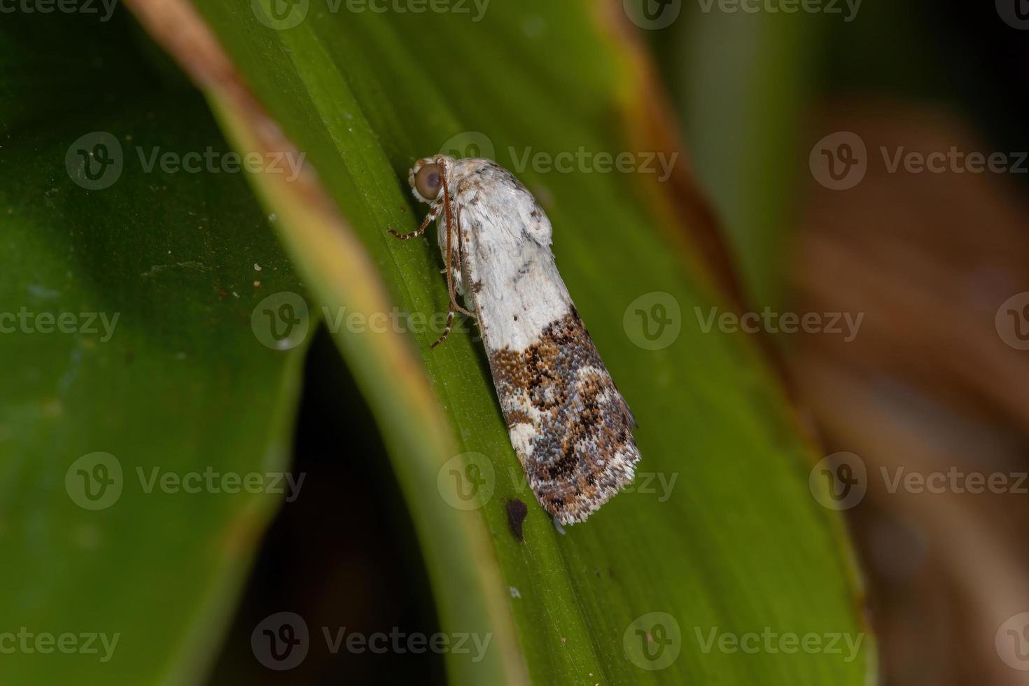 pequena mariposa amarela foto