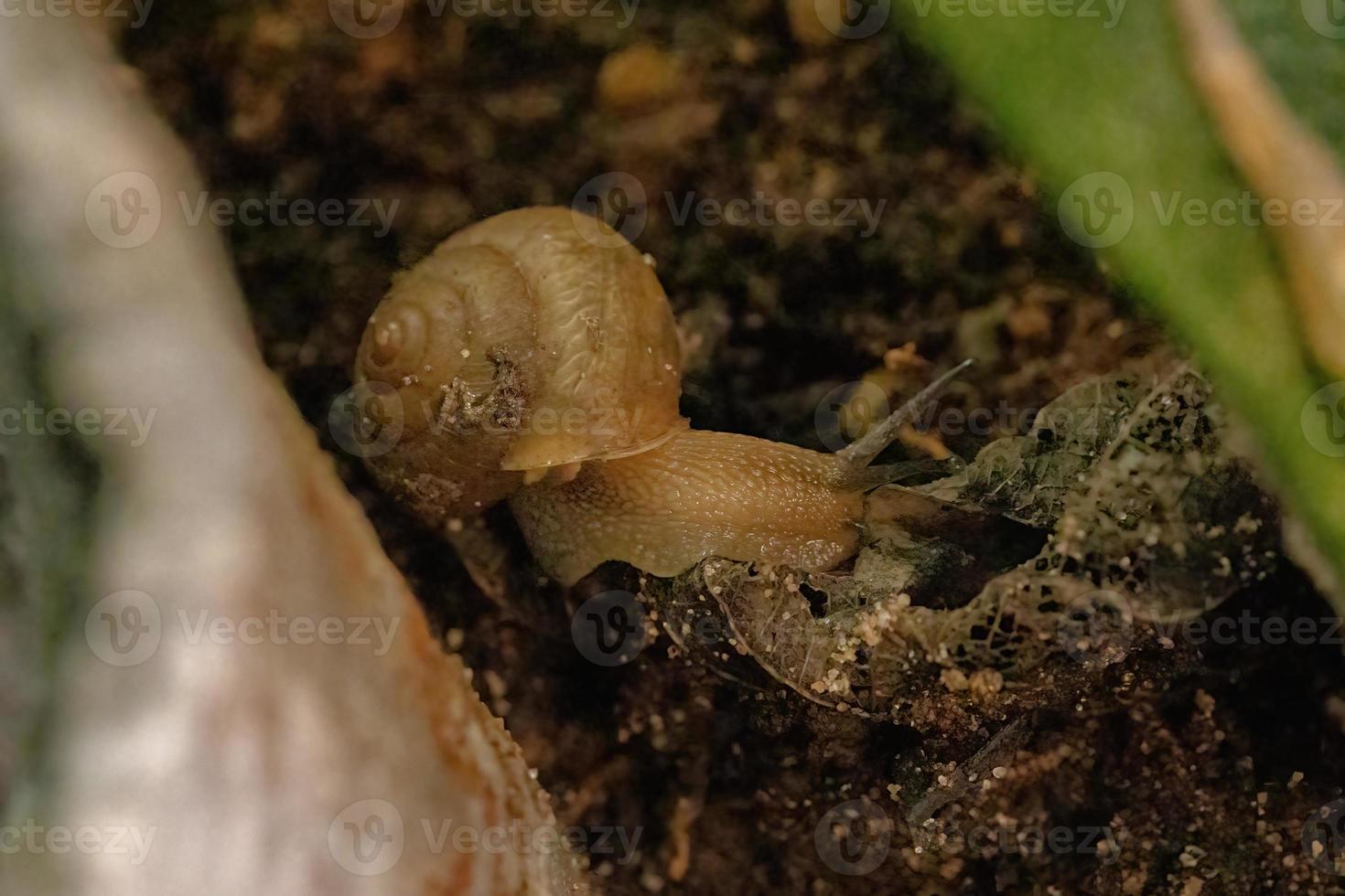 caracol vagabundo asiático foto