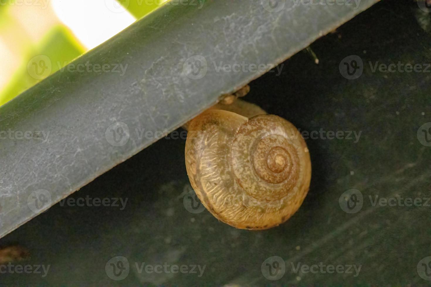 caracol vagabundo asiático foto