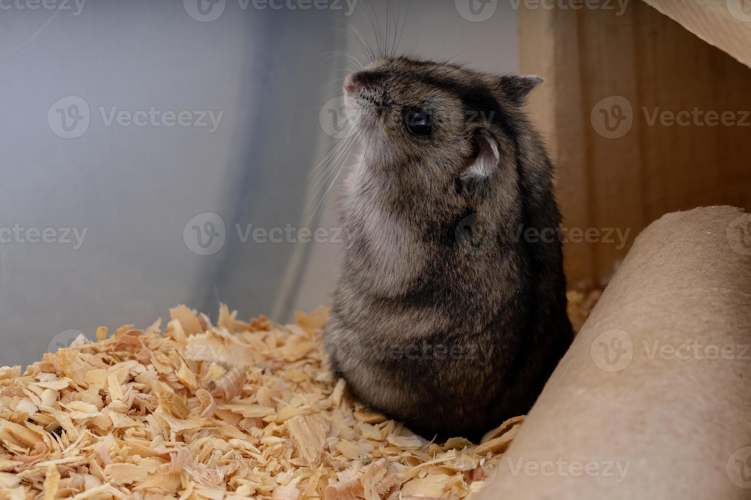 hamster anão Campbell foto