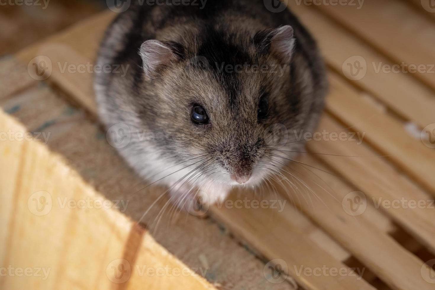 hamster anão Campbell foto