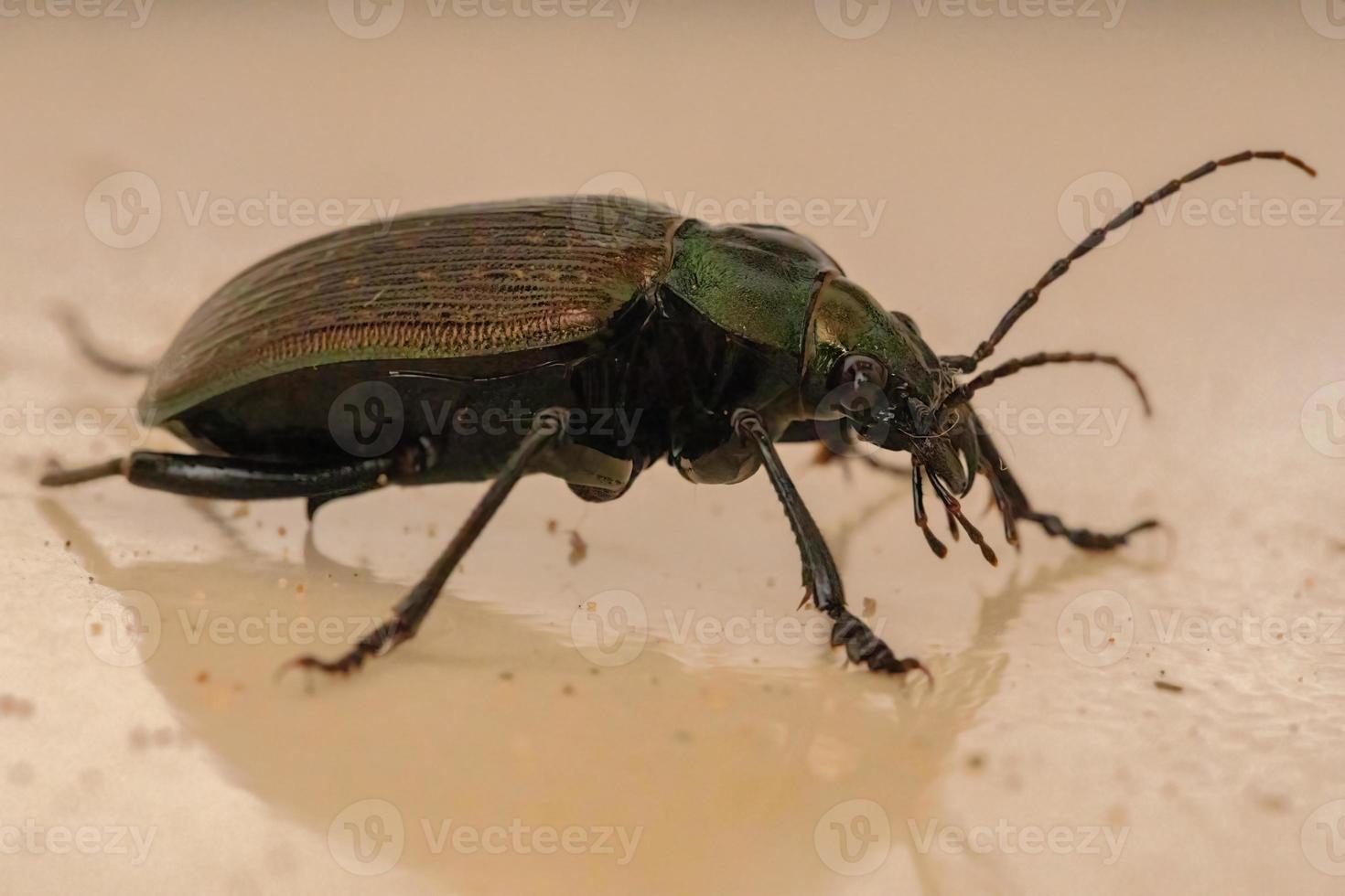 besouro caçador de lagarta adulto foto