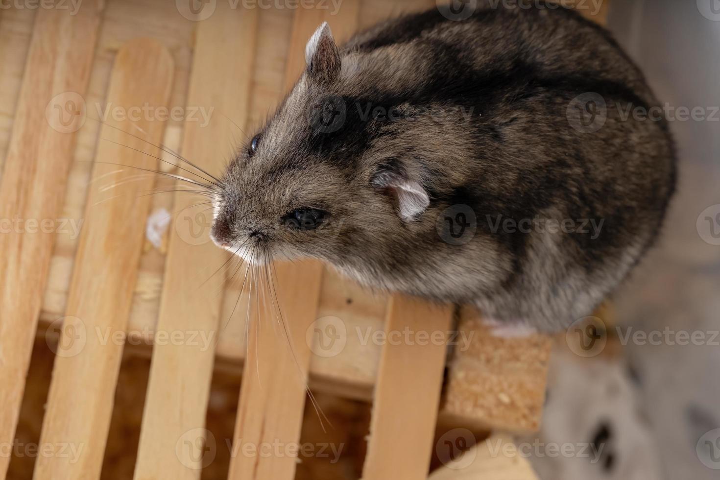 hamster anão Campbell foto