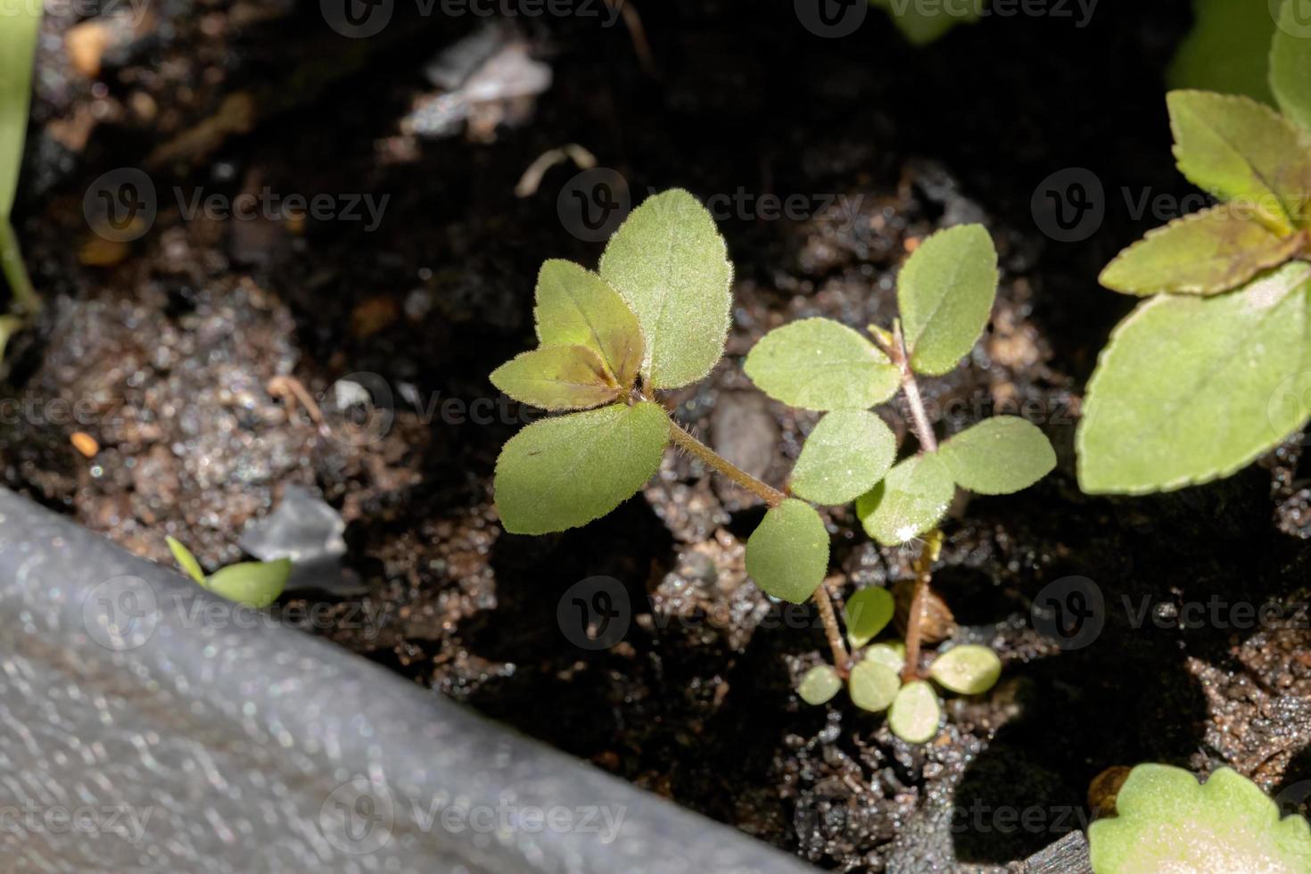 planta de asma em macro foto