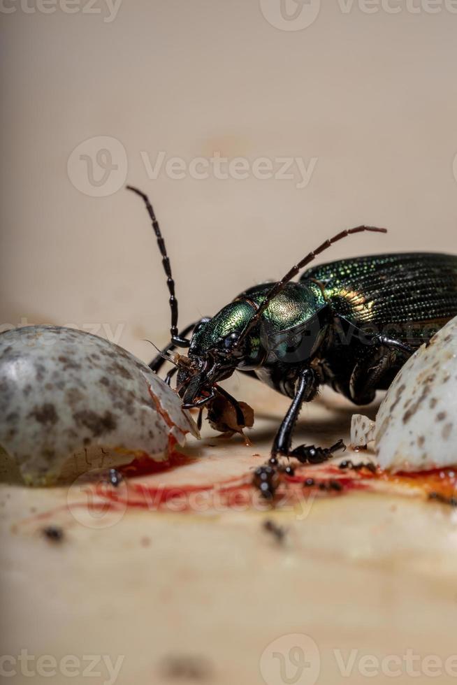 besouro caçador de lagarta adulto foto