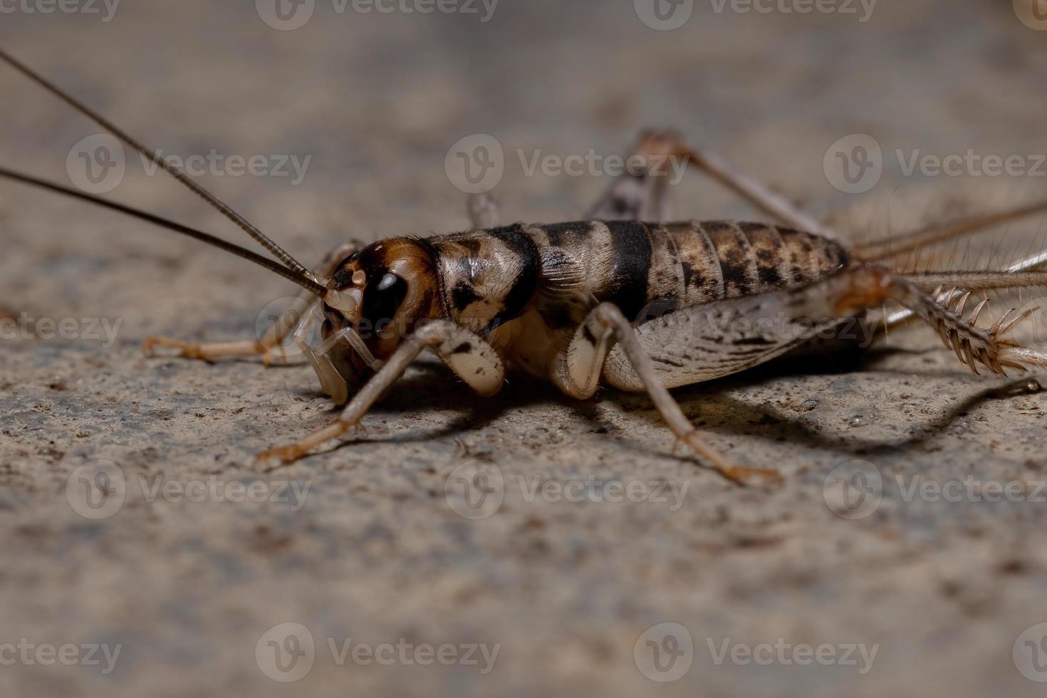 pequeno campo de críquete foto