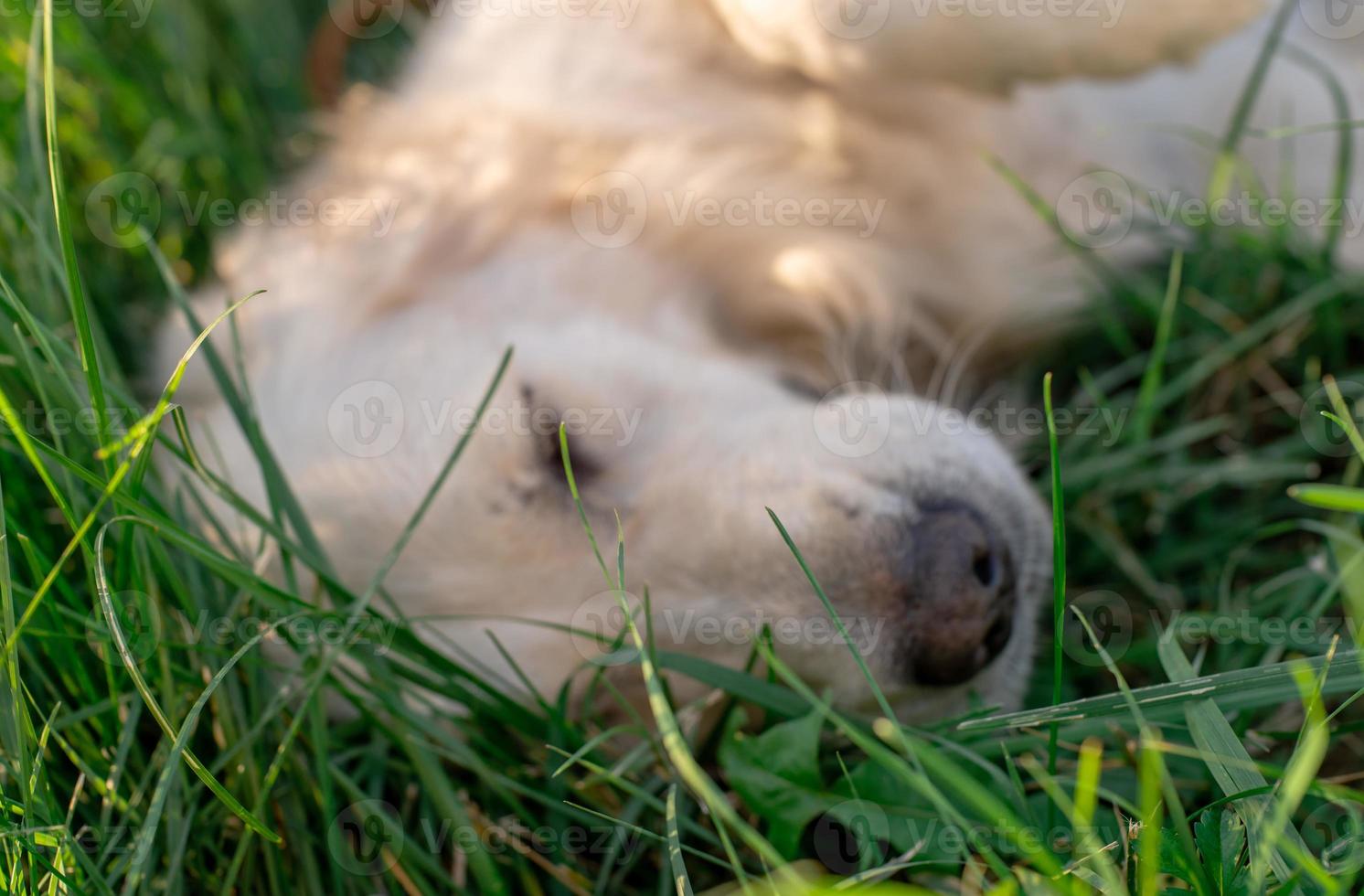 cachorro golden retriever deitado na grama foto