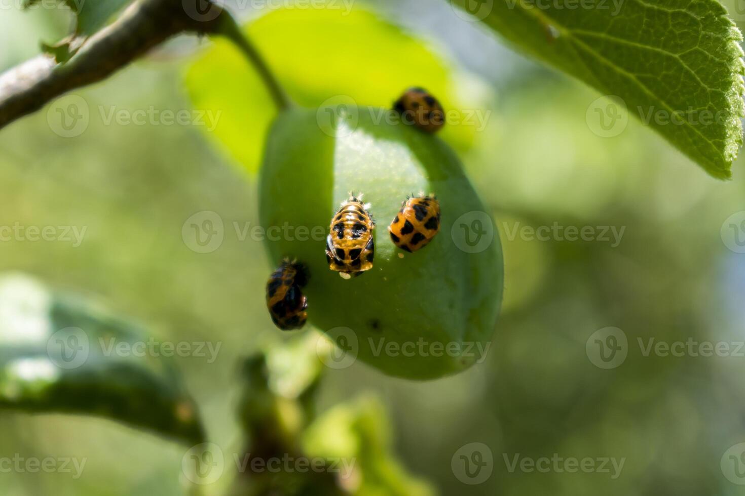 joaninha larva em uma ameixa árvore, coccinela septempunctata, coccinellidae foto