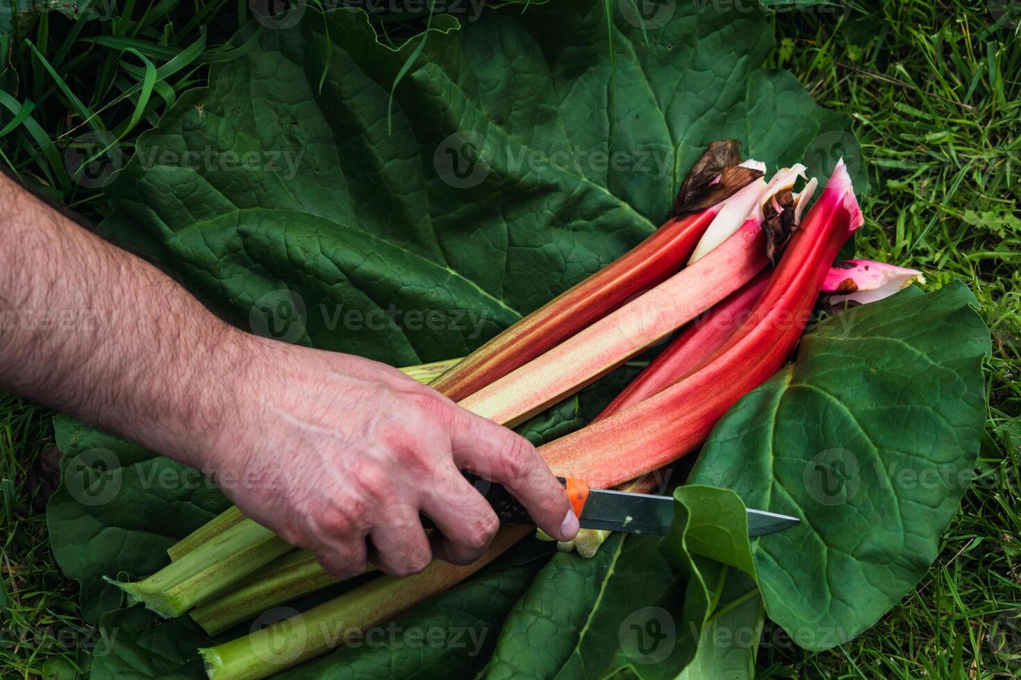 Ruibarbo colheita dentro uma jardim para faço tortas e compota, reumatismo rabábaro foto