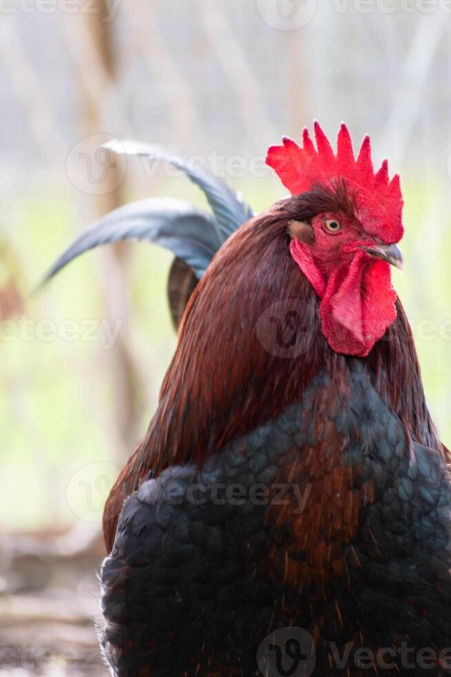 francês galo dentro uma Fazenda com lindo Sombrio plumagem foto