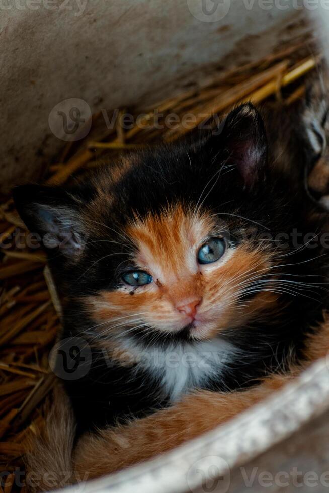 fofa chita gatinho com azul olhos olhando às a Câmera, lixo do três gatinhos dentro a Palha em uma Fazenda foto