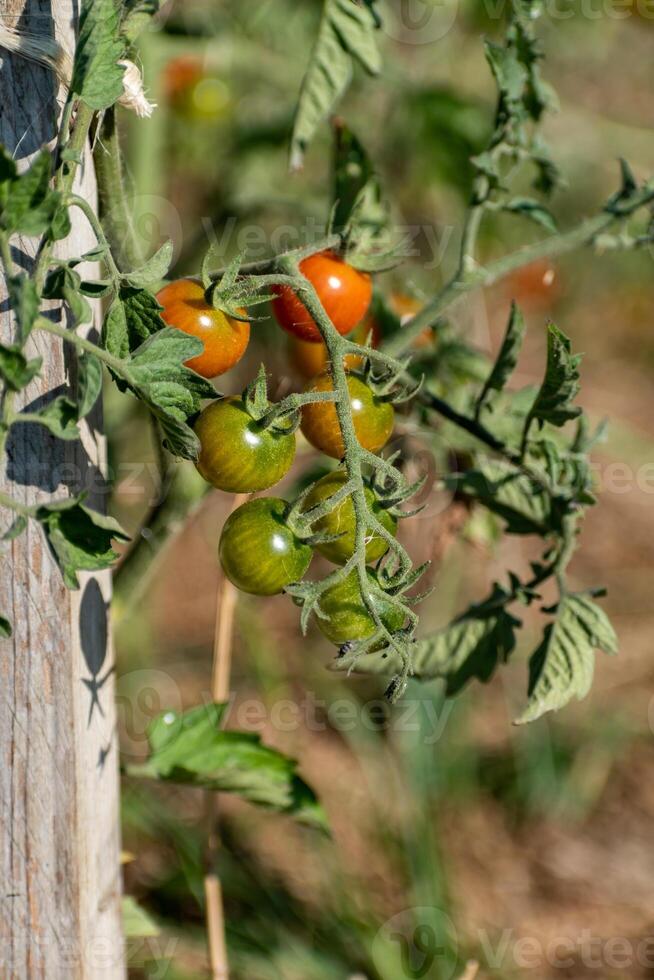 vermelho e verde cereja tomates crescendo dentro ecológico jardim em de madeira estaca com biodegradável ligação foto