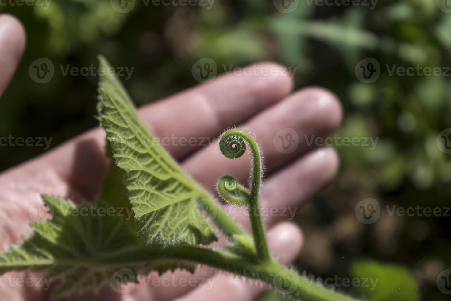 abóbora folha espiral com borrado mão dentro fundo foto