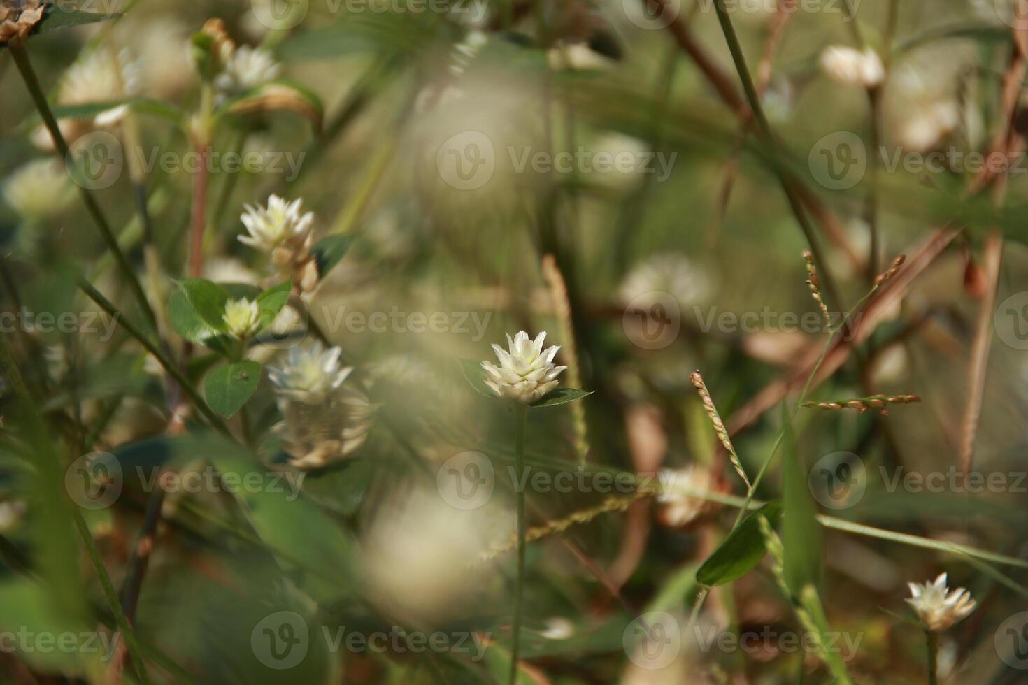 fragmento do trevo visto com branco flores foto