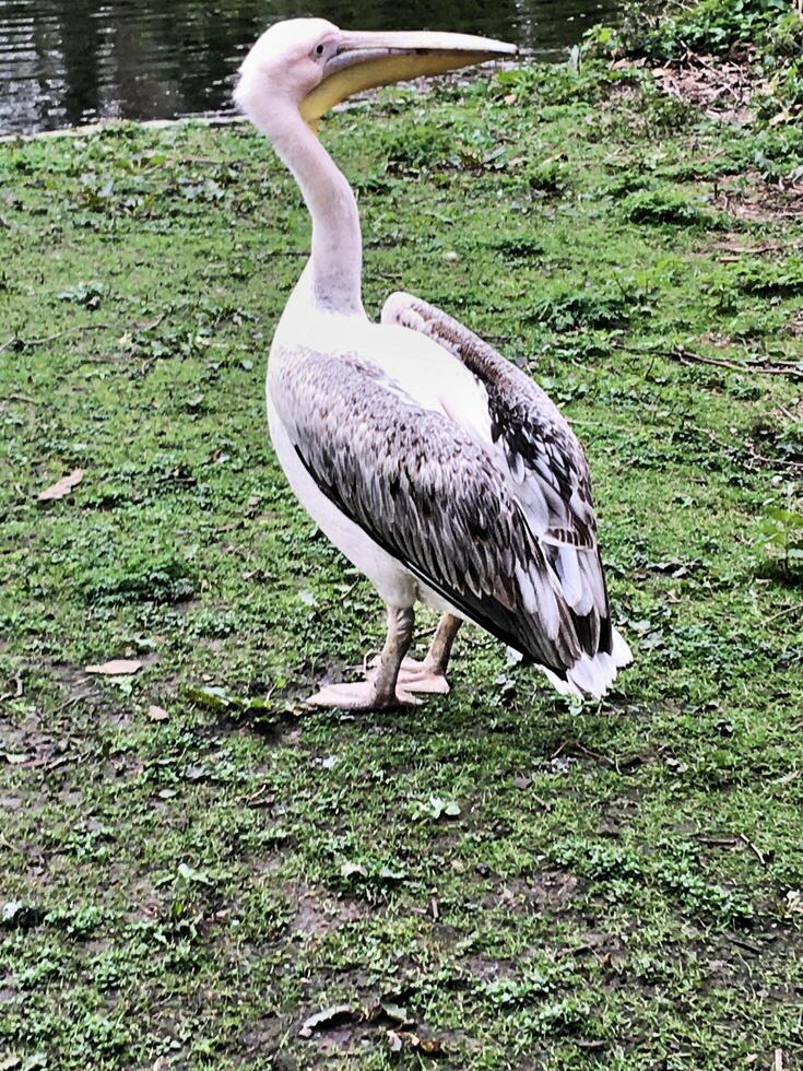 uma visão de um pelicano em londres foto