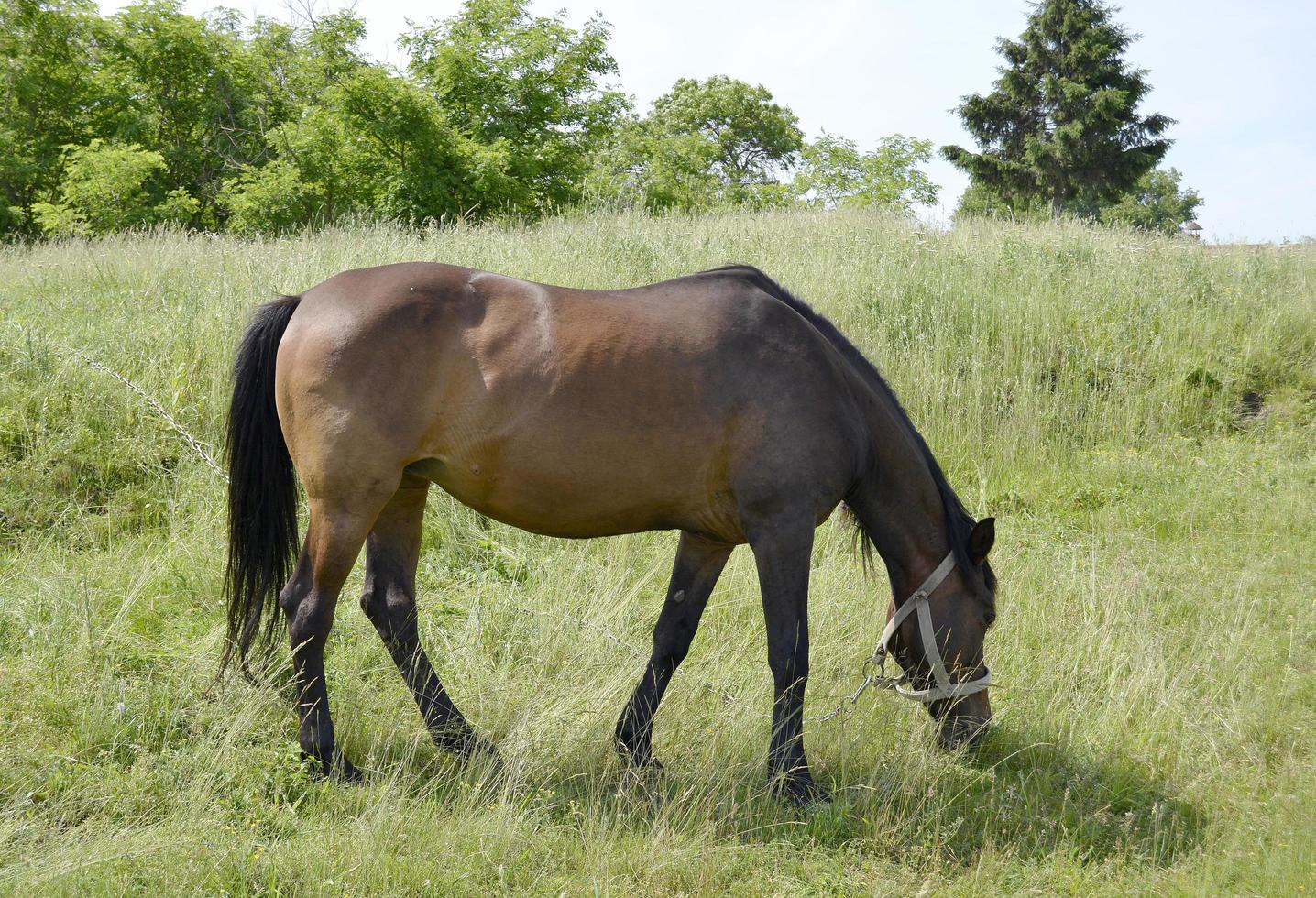 lindo garanhão de cavalo selvagem marrom no prado de flores de verão foto