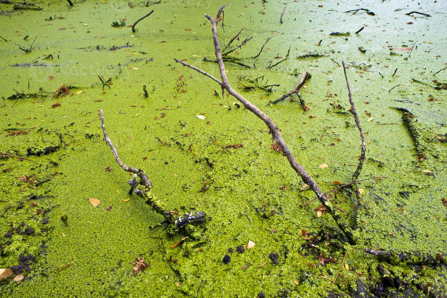 frescor verde lentilha foto