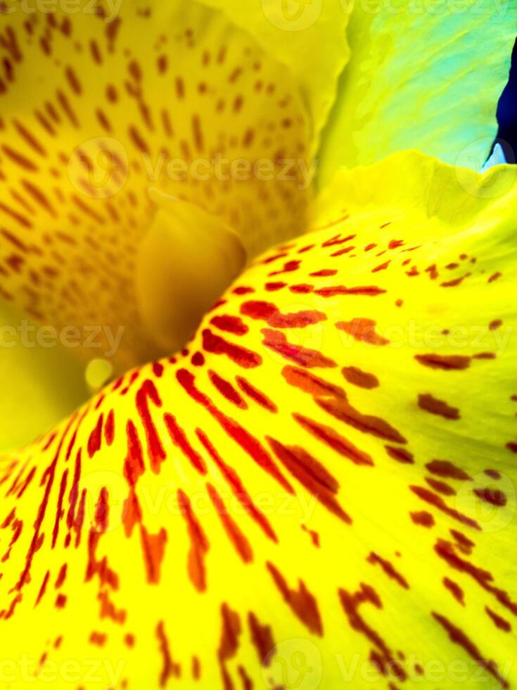 flores frescas manchas vermelhas na frágil pétala amarela brilhante de canna foto