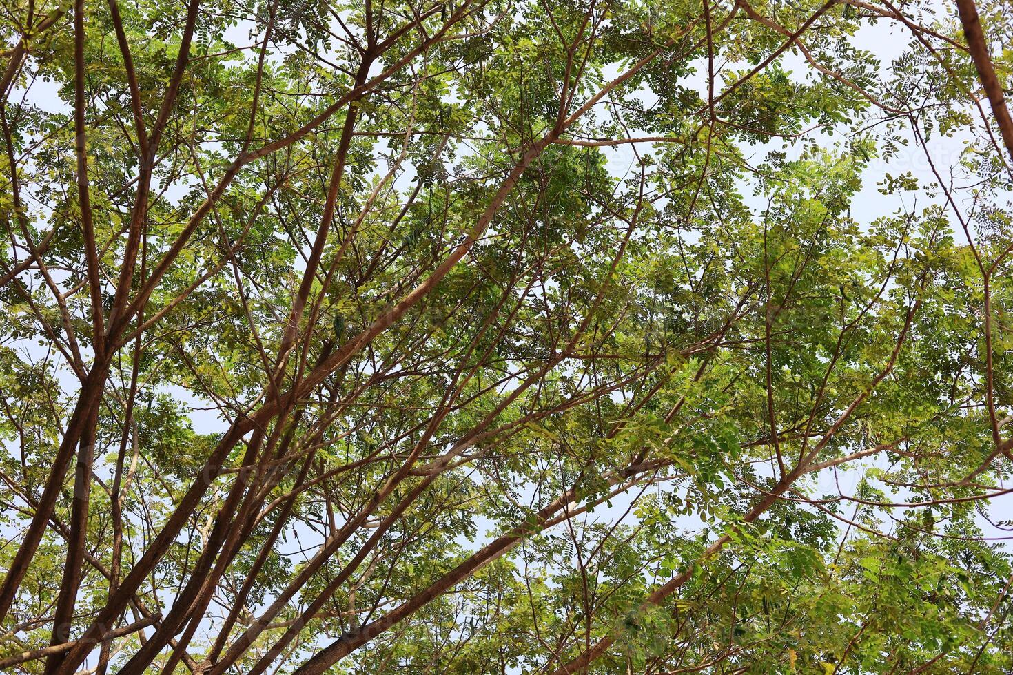 natural verde floresta árvore galhos foto