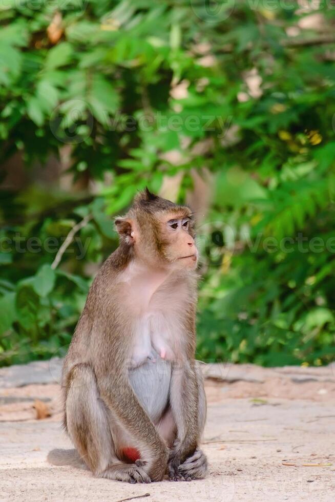 macaco sentado dentro a natureza foto