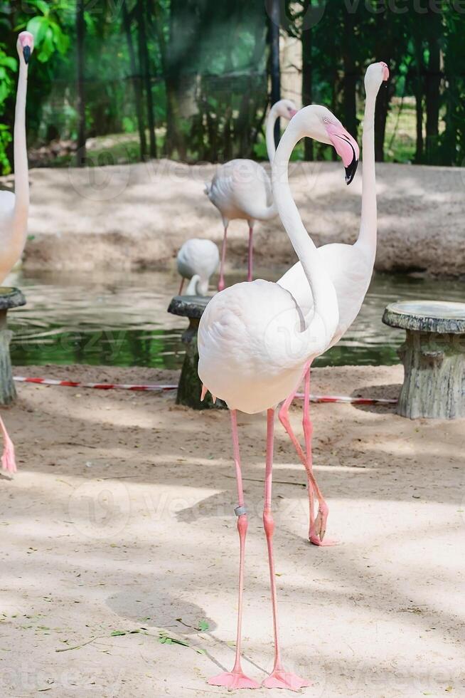 flamingo para animal conceito foto