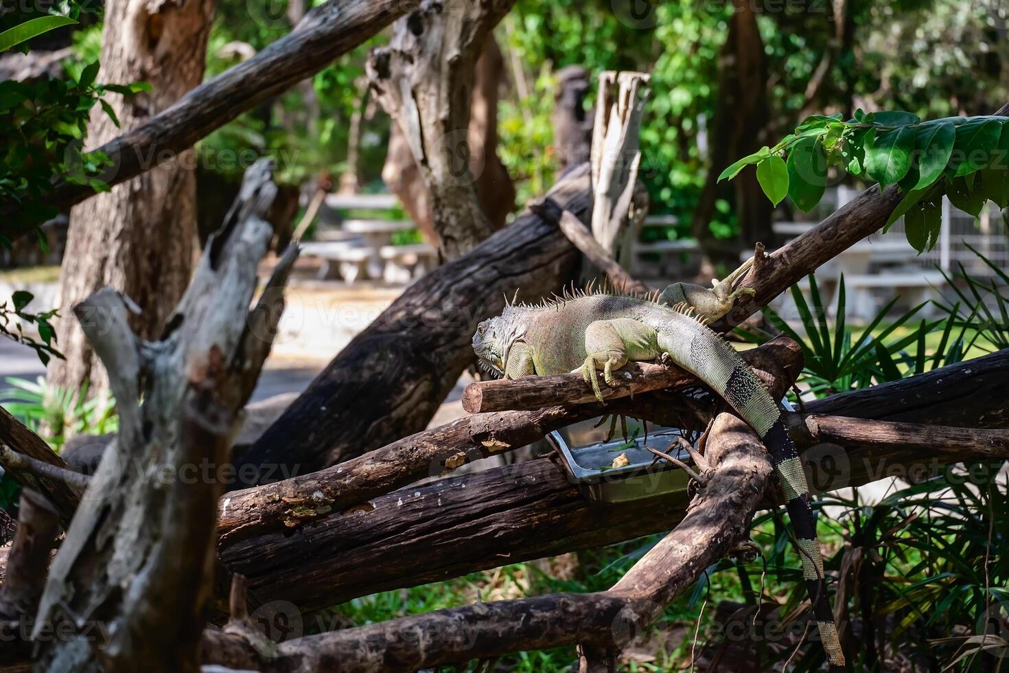 rinoceronte iguana dentro a natureza foto