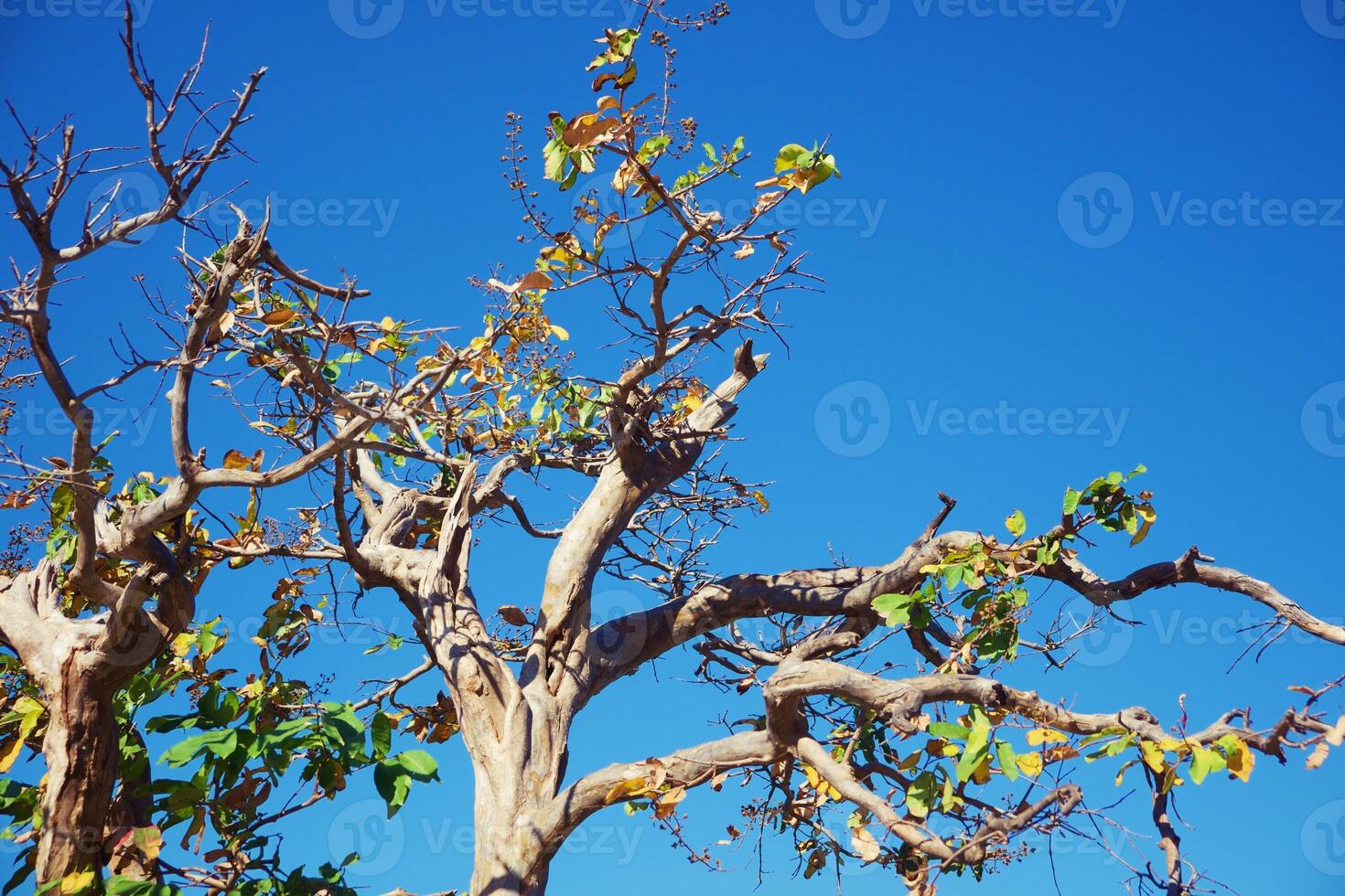 topo do árvore galhos contra azul céu fundo foto