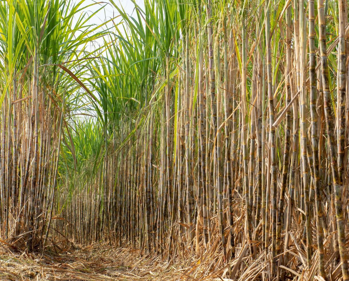 plantações de cana-de-açúcar, a planta tropical agrícola na tailândia foto