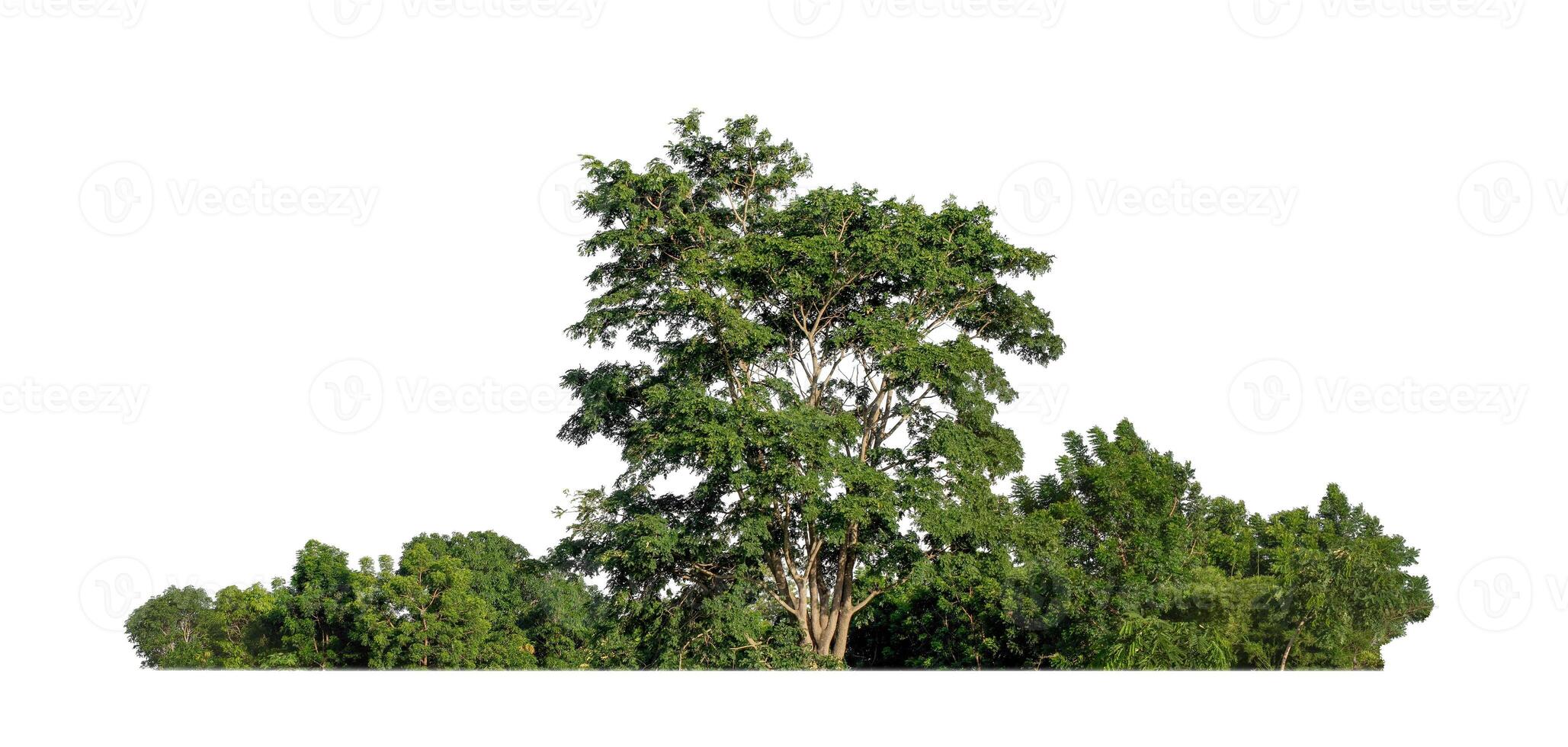 floresta e folhagem no verão para impressão e páginas da web isoladas em fundo branco foto