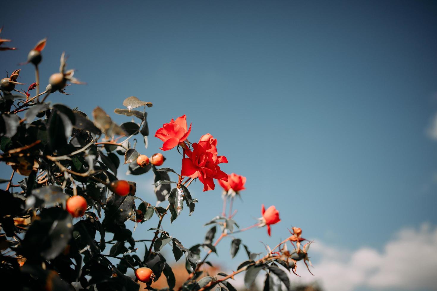 rosas cor de rosa no fundo do céu foto