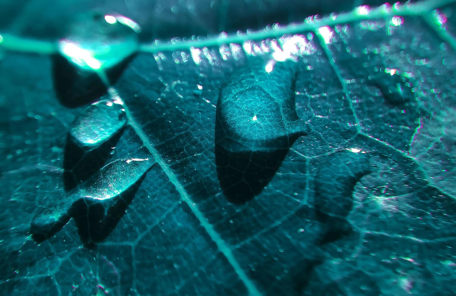 fundo natural fechar imagem. lindas gotas de água da chuva transparente em uma macro de folha colorida. foto