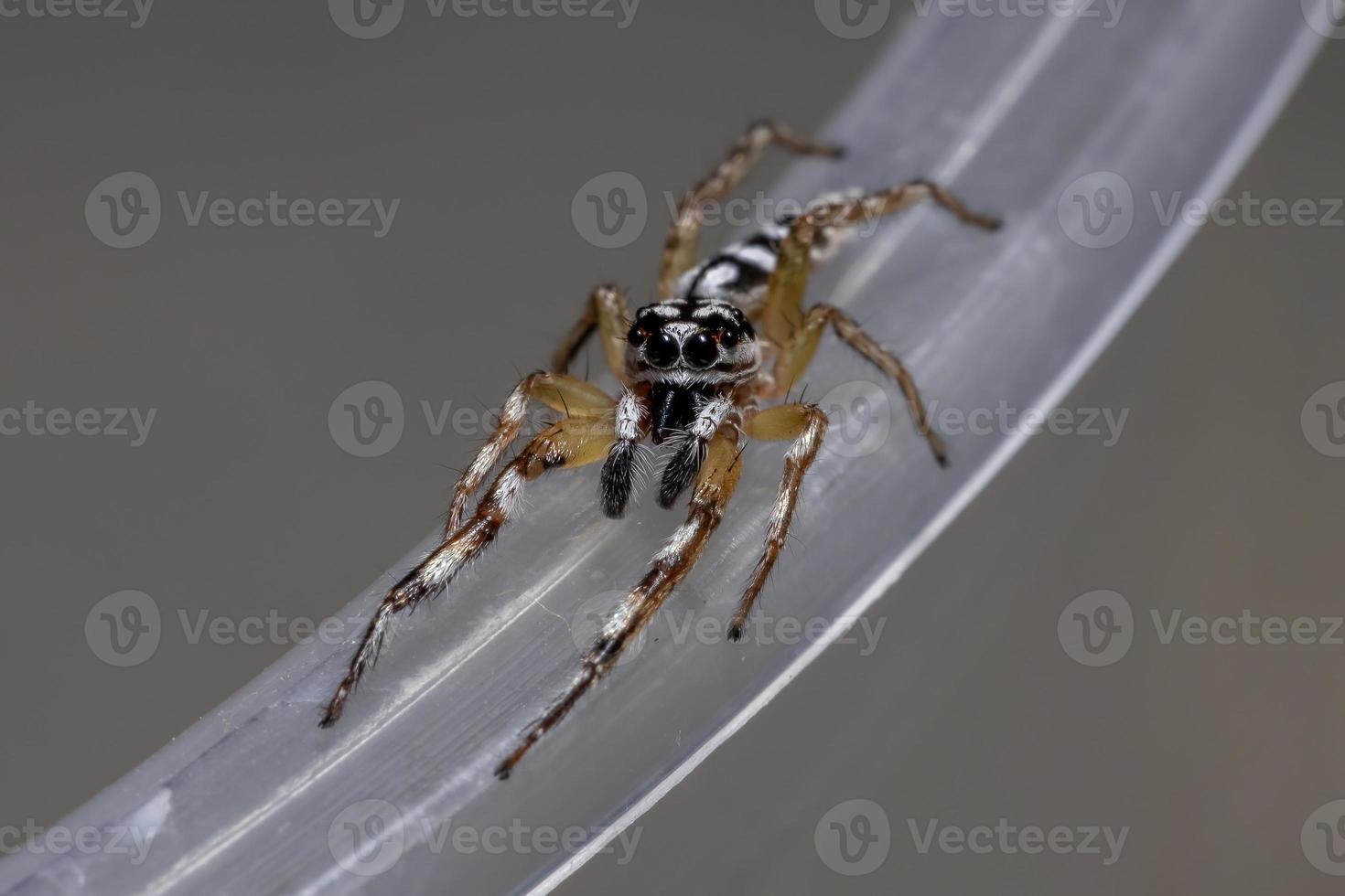 pequena aranha saltadora foto