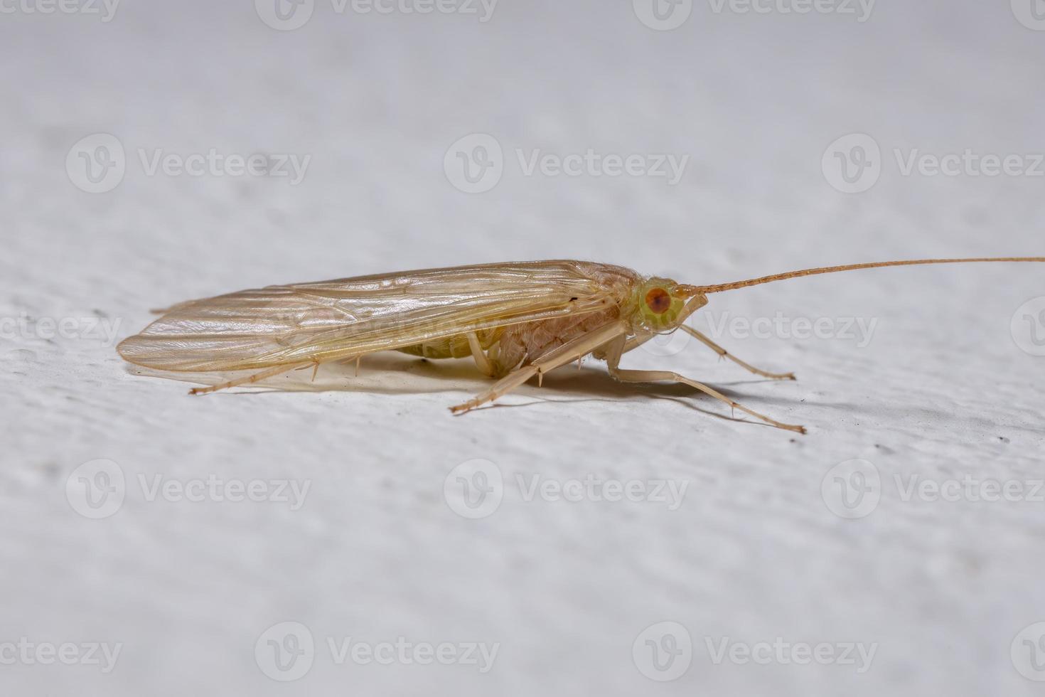 caddisfly amarelo adulto foto