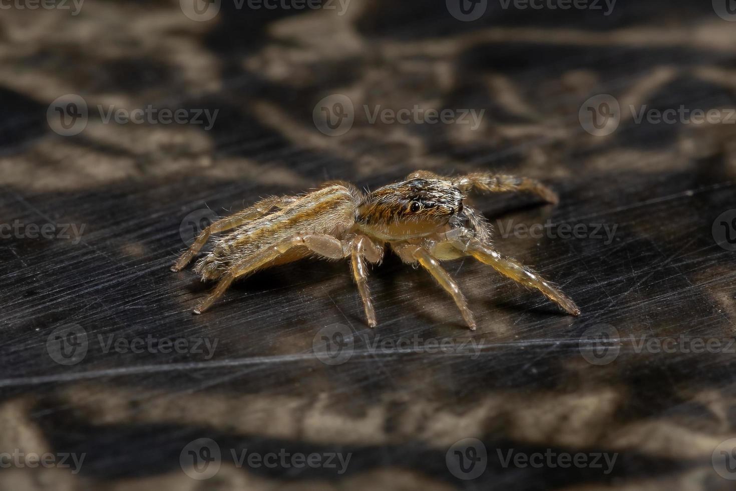 pequena aranha saltadora foto