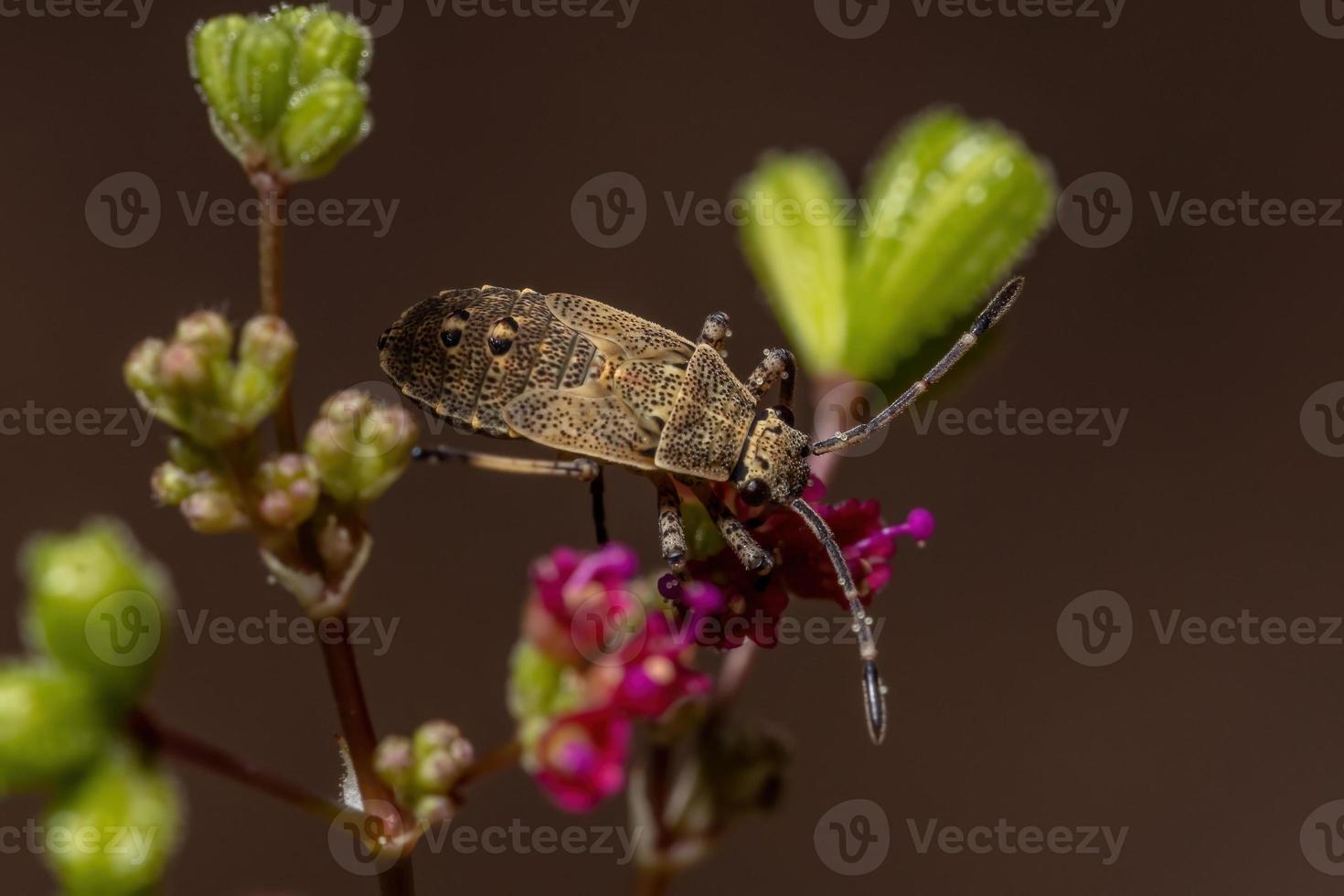 ninfa do bug pentatomomorfo foto