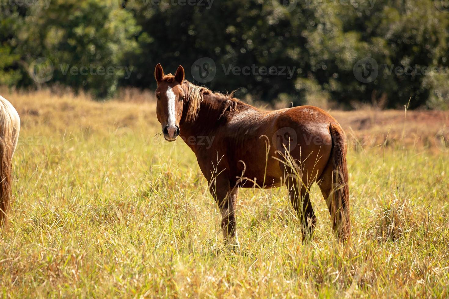 cavalo descansando em uma área de pasto foto