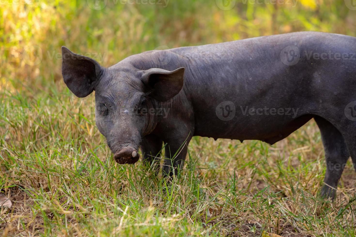 porco preto criado foto