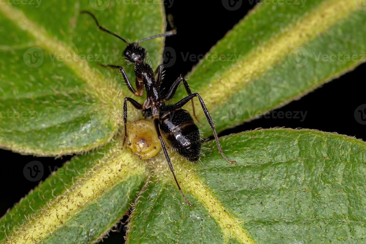 fêmea adulta de formiga carpinteira de seis pintas foto