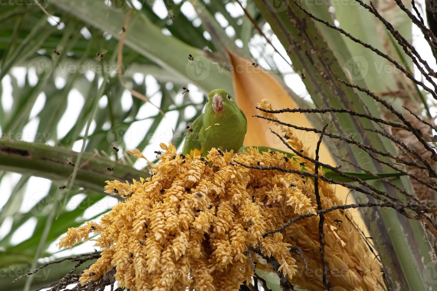 periquito chevroned amarelo foto