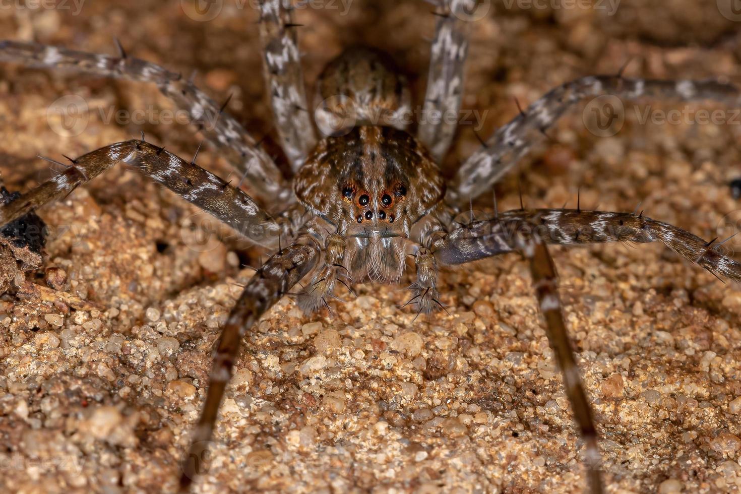 aranha trecaleida adulta foto