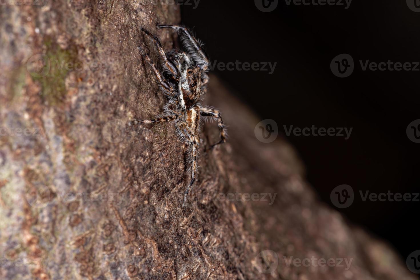 aranha saltadora de parede cinza foto