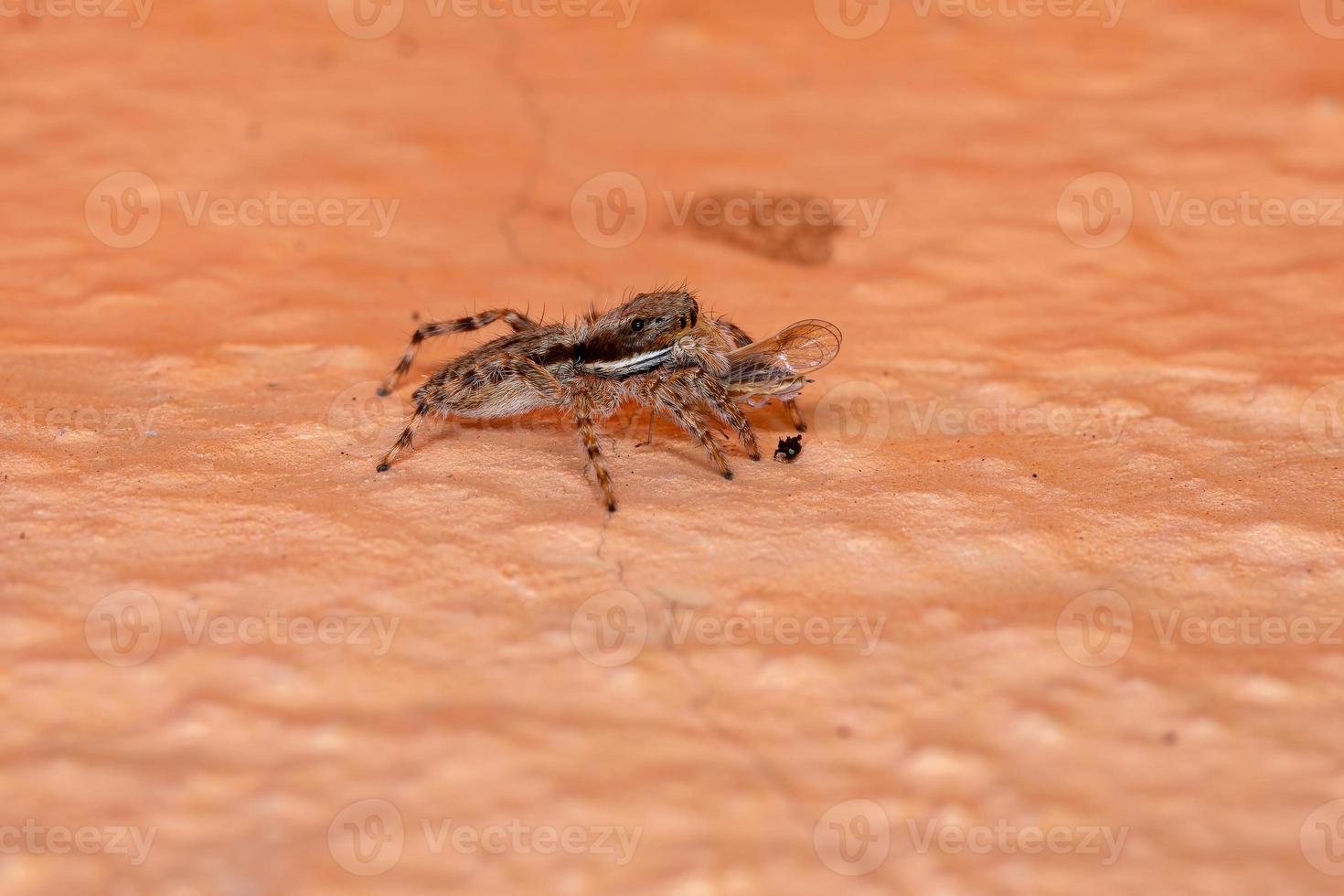 aranha saltadora de parede cinza foto