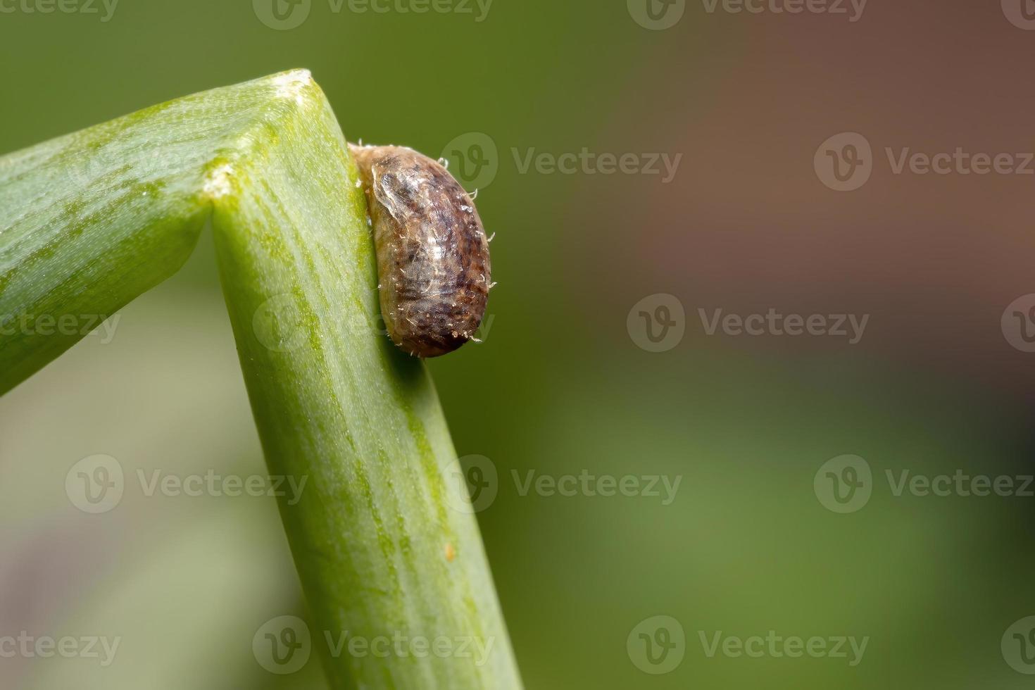 pupa de mosca voadora parasitada foto