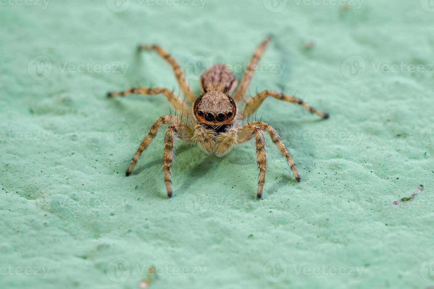 pequena aranha cinza saltadora foto