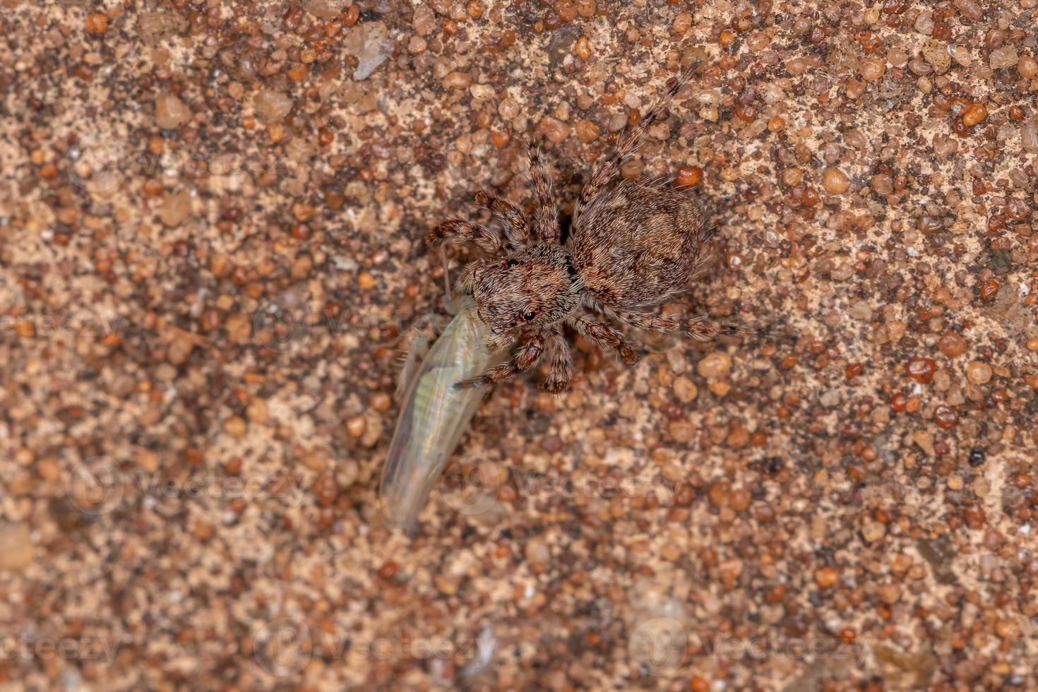 pequena aranha saltadora foto