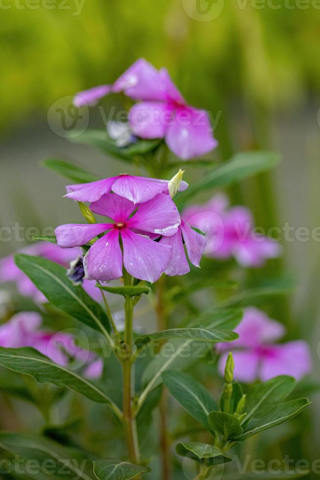 flor de pervinca rosa madagascar foto